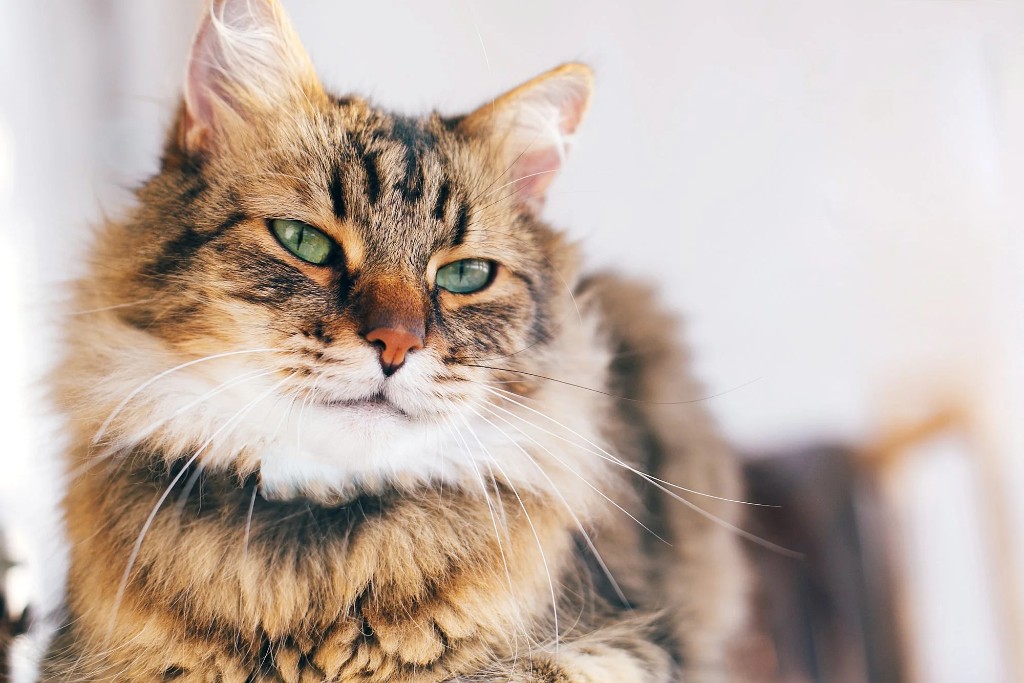 Maine Coon